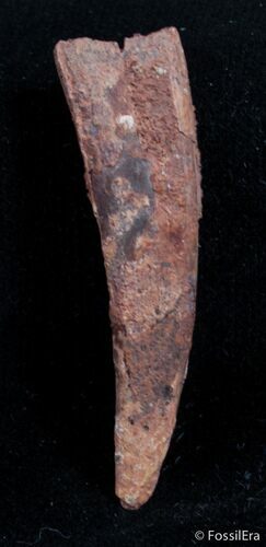 Large / Inch Pterosaur Tooth - Morocco #2974